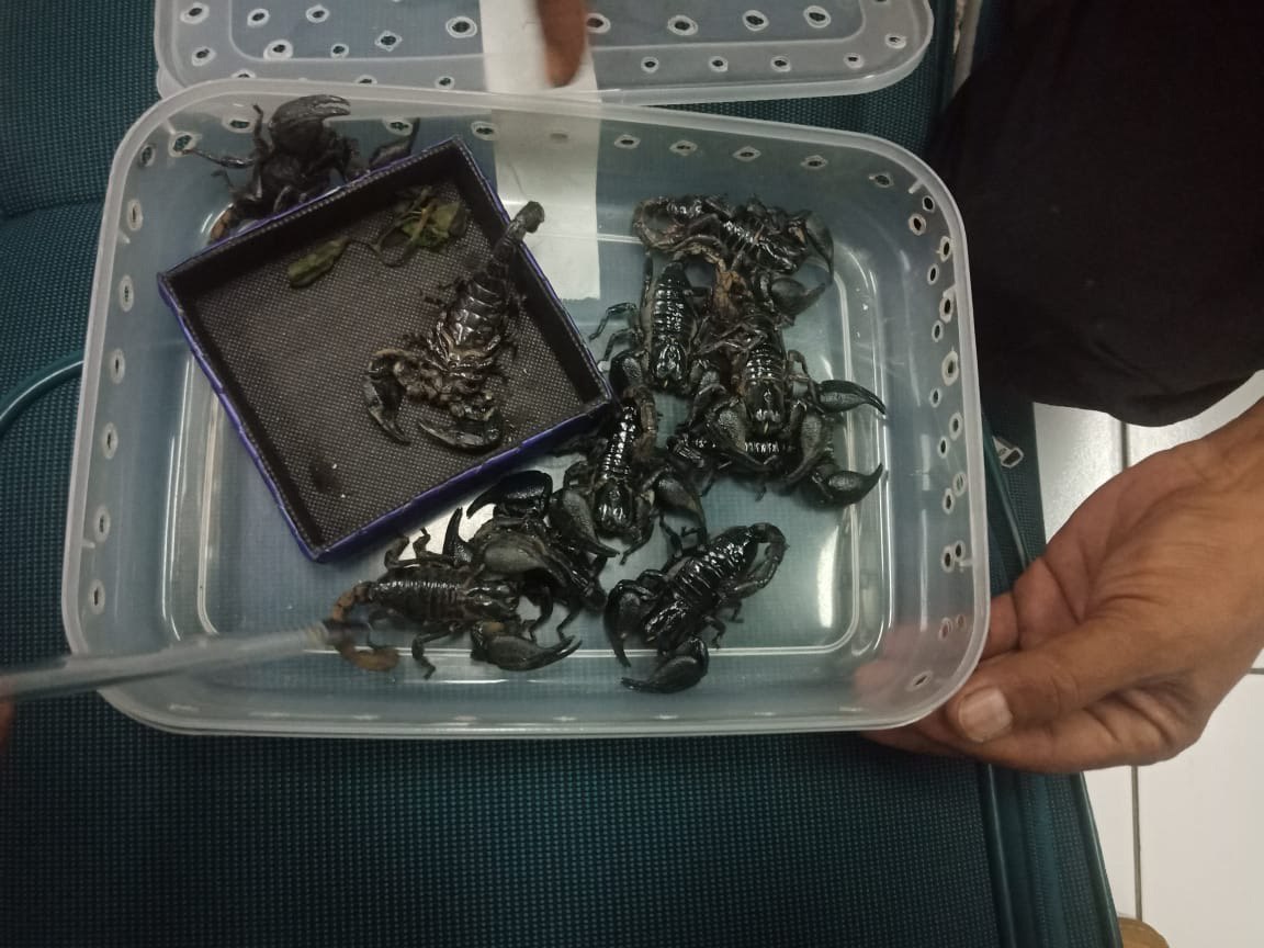 Aviation Security Bandar Udara Internasional I Gusti Ngurah Rai Kembali Gagalkan Upaya Penyelundupan Binatang Dilindungi ke Luar Negeri