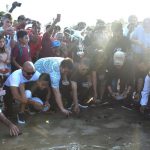 Jaga Kelestarian Ekosistem Laut, Pemkot Denpasar Lepas 100 Tukik Di Pantai Segara Sanur