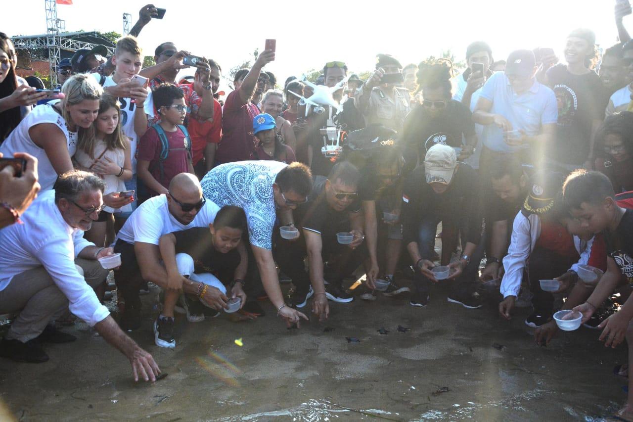 Jaga Kelestarian Ekosistem Laut, Pemkot Denpasar Lepas 100 Tukik Di Pantai Segara Sanur