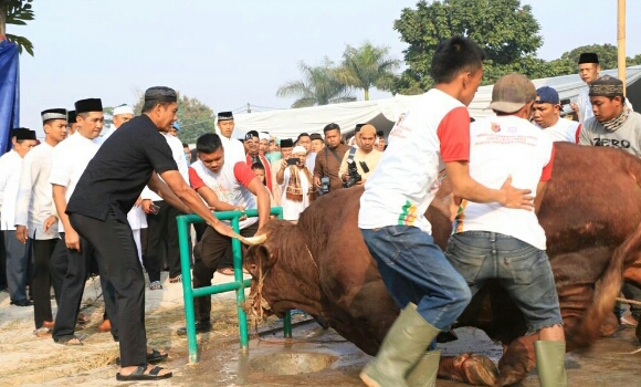 Kapolda Jabar Awali Penyembelihan 1 ekor Sapi dari 84 ekor Sapi dan 76 ekor Kambing Qurban