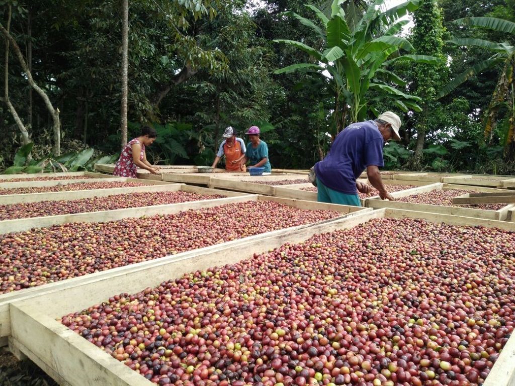 Kepastian Delivery Time PT Tiki JNE, Pengusaha Kopi ini tidak berpaling ke Jasa pengiriman lain