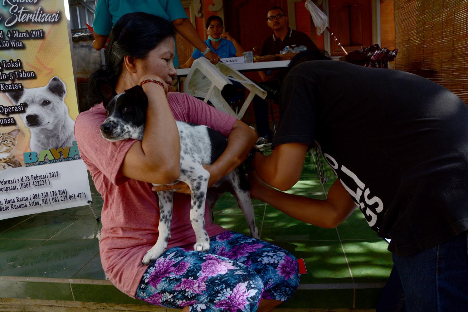 Tahun 2019, Vaksinasi Rabies Distan Denpasar Tembus Angka 73.587