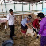 Jelang Idul Adha di Masa Pandemi Covid 19, Pemkot Denpasar Siagakan Tenaga Kesehatan Hewan