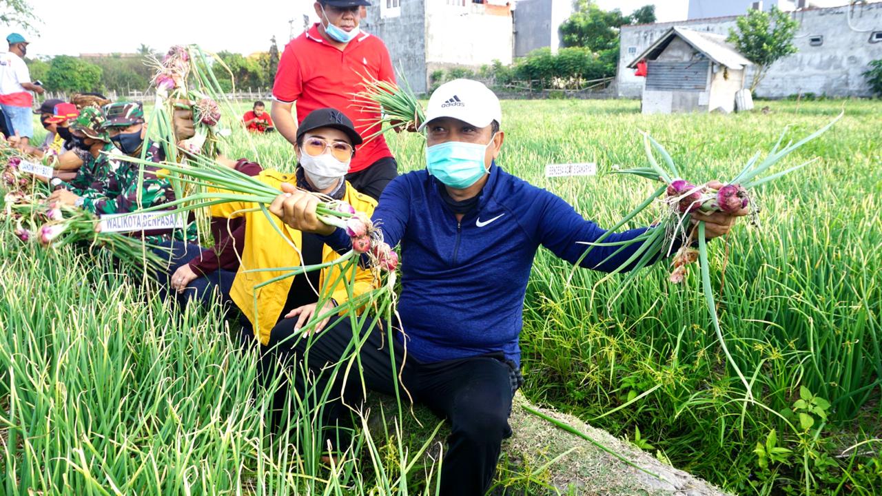 Rai Mantra Panen Perdana Bawang Merah Super Philip Di Sidakarya  Berharap Inovasi Ini Bisa Di Ikuti Desa Desa Lainya