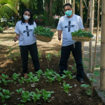 Rai Mantra Panen Sayuran di Kebun Pekarangan Rumah  Ajak Seluruh Lapisan Masyarakat Ciptakan Ketahanan Pangan Skala Keluarga