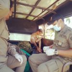 Satpol PP Kota Denpasar Tertibkan Bule Mengamuk