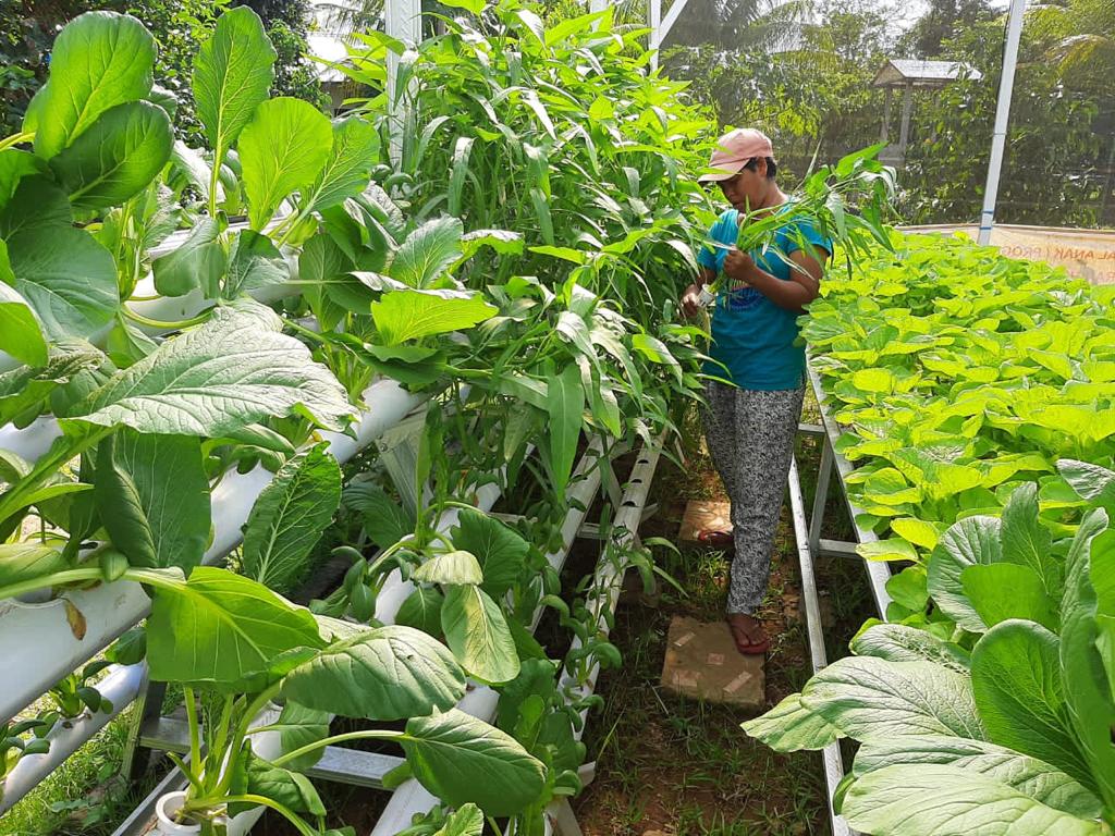 PLN Bali Dorong Masyarakat Manfaatkan Hidroponik