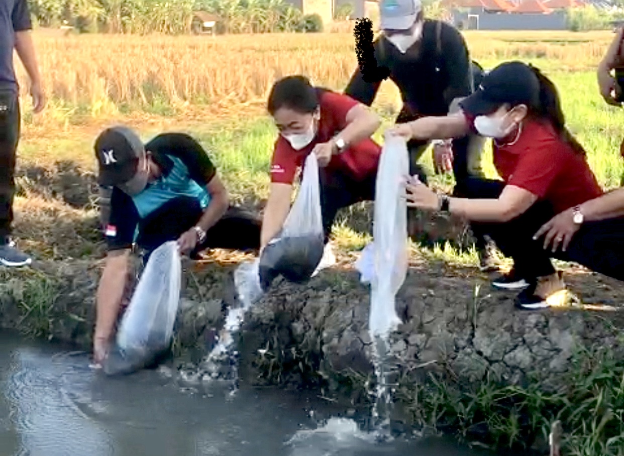 TP PKK Denpasar Bersinergi Dengan Komunitas Subak Lungatad  Kembangkan Ketahanan Pangan Untuk Penguatan Perekonomian