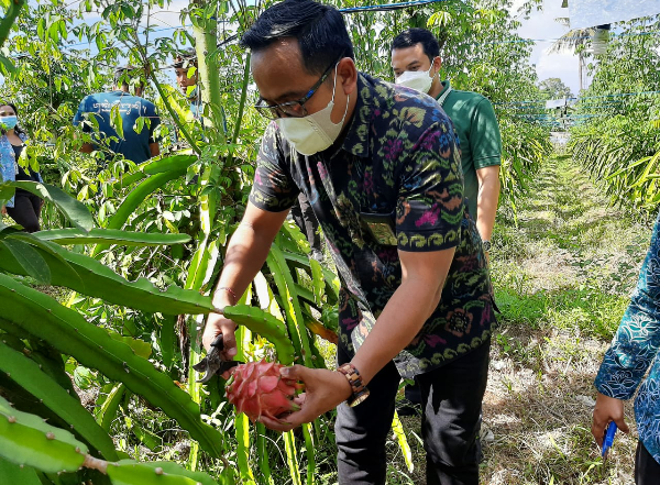Tingkatkan Produktivitas, Petani Gianyar Manfaatkan Listrik Percepat Pertumbuhan Tanaman