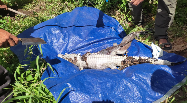 Sempat Gegerkan Warga,Buaya Mati Tersangkut Jaring Nelayan.