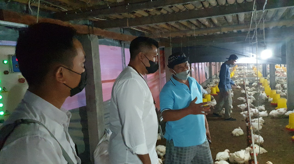 Dukung Pulihnya Ekonomi Bali di Masa Pandemi, PLN Listriki Usaha Budidaya Ayam Broiler