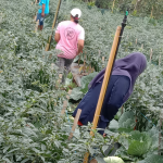 PLN Ajak Petani Modern Manfaatkan Listrik Untuk Tekan Biaya Produksi