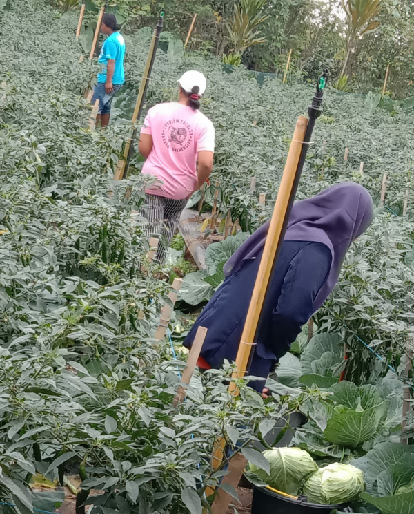 PLN Ajak Petani Modern Manfaatkan Listrik Untuk Tekan Biaya Produksi