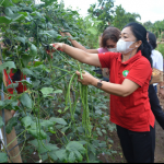 Antari Jaya Negara Panen Sayuran Di Sumerta Klod.Salurkan ke Dapur Umum.