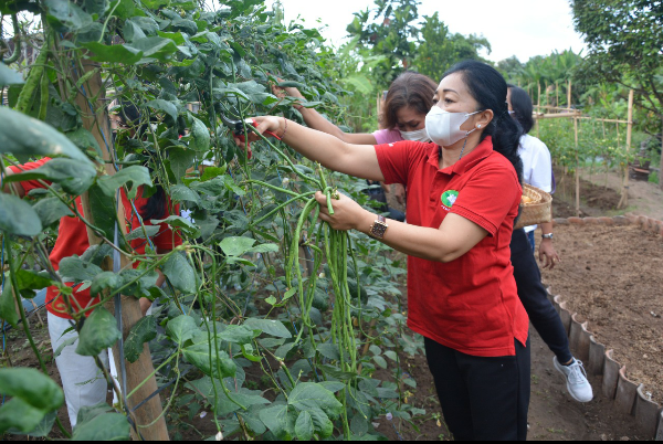 Antari Jaya Negara Panen Sayuran Di Sumerta Klod.Salurkan ke Dapur Umum.