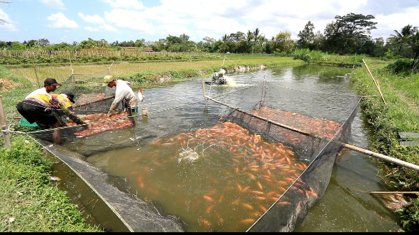Electrifying Agriculture PLN Berhasil Dongkrak Produktivitas Budidaya Ikan Nila di Kalasan