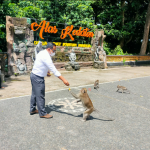 Aksi Spontanitas Karyawan PLN Bali Sumbang Pakan Kera di Lima Lokasi