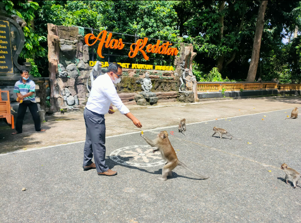 Aksi Spontanitas Karyawan PLN Bali Sumbang Pakan Kera di Lima Lokasi