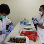 Lama Terhenti Akibat Pandemi, Manggis Bali Kembali Mengudara Ke China