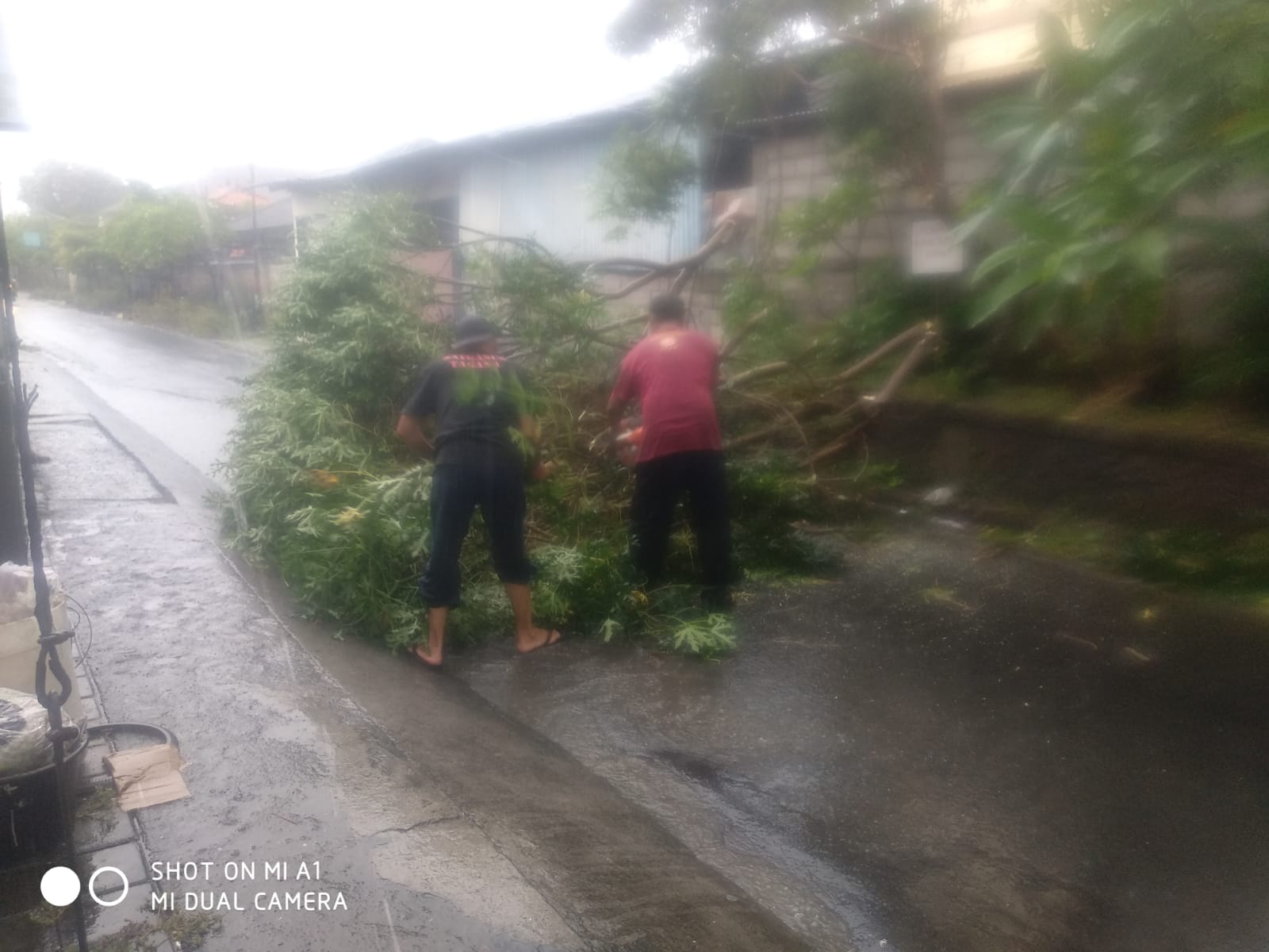 Tim Respon Cepat Desa Pemecutan Kelod Sigap Atasi Pohon Tumbang