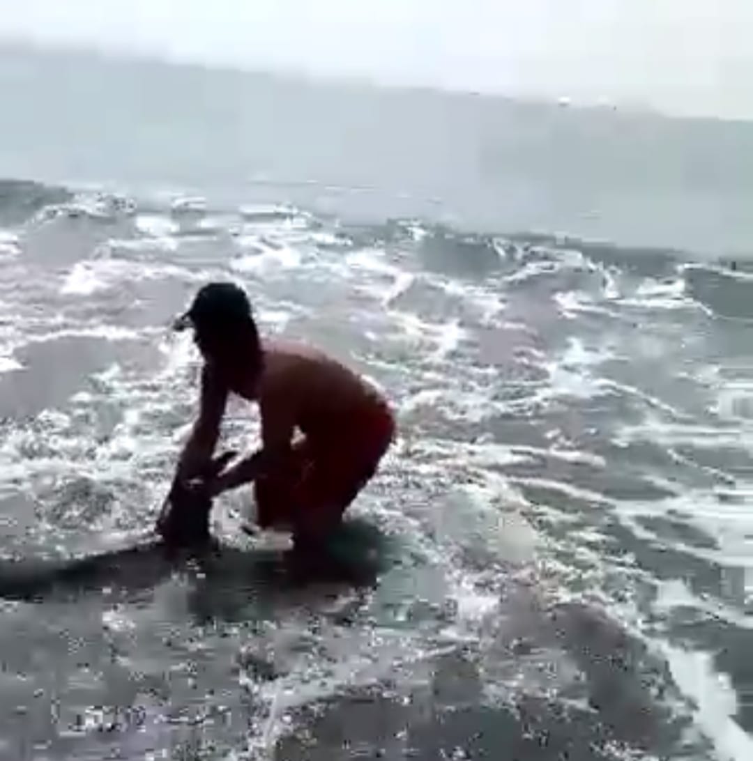 Relawan dan Balawista Denpasar Berhasil Selamatkan Lumba-Lumba Terdampar di Pantai Padanggalak Denpasar