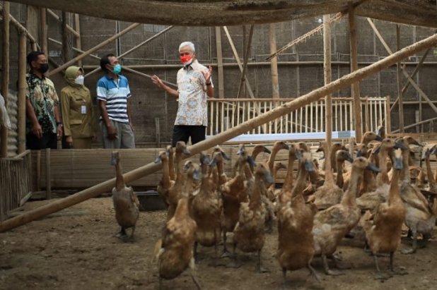 Jateng Terus Pantau PMK, Ganjar : Penanganan Seperti Covid, Dikarantina dan Diobati