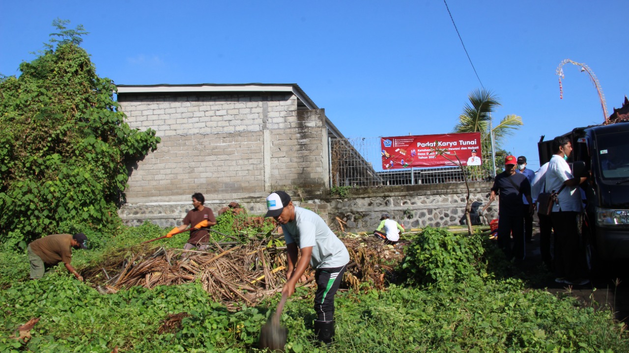 Desa Dauh Puri Kaja Buka Lahan Program Padat Karya Tunai