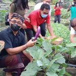 Walikota Jaya Negara Panen Sayur di Empelan Terbin Desa Sumerta Klod.