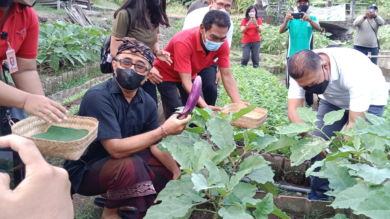 Walikota Jaya Negara Panen Sayur di Empelan Terbin Desa Sumerta Klod.