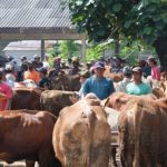 Vaksinasi PMK Dimulai, Klaten Dapat 2.200 Dosis