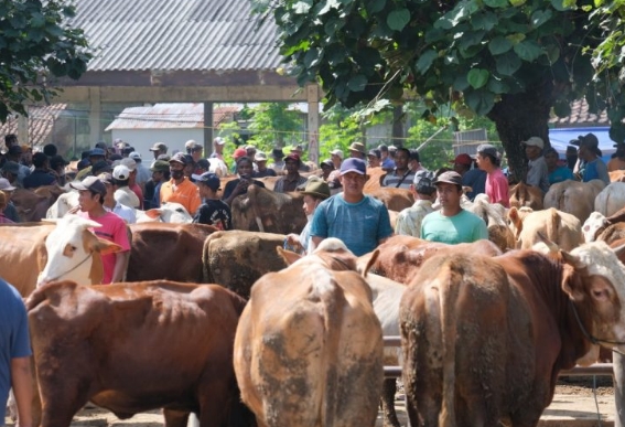 Vaksinasi PMK Dimulai, Klaten Dapat 2.200 Dosis