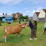 Gerak Cepat Tangani dan Cegah PMK, Kota Denpasar  Gelar Vaksinasi Hewan Ternak