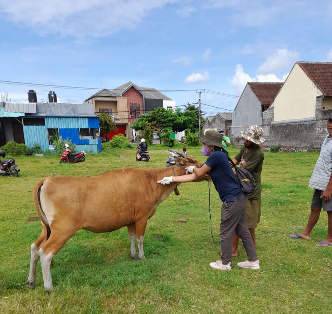 Gerak Cepat Tangani dan Cegah PMK, Kota Denpasar  Gelar Vaksinasi Hewan Ternak