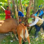 Cegah Wabah PMK, Kelurahan Padangsambian Laksanakan Vaksinasi Ternak 