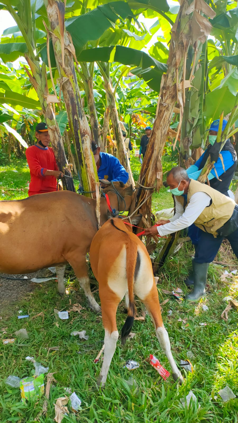 Cegah Wabah PMK, Kelurahan Padangsambian Laksanakan Vaksinasi Ternak 
