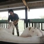 Edukasi Masyarakat Ciptakan Ketahanan Pangan, Desa Sanur Kaja Gelar Padat Karya Tunai Beternak Kambing