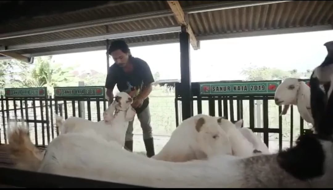 Edukasi Masyarakat Ciptakan Ketahanan Pangan, Desa Sanur Kaja Gelar Padat Karya Tunai Beternak Kambing