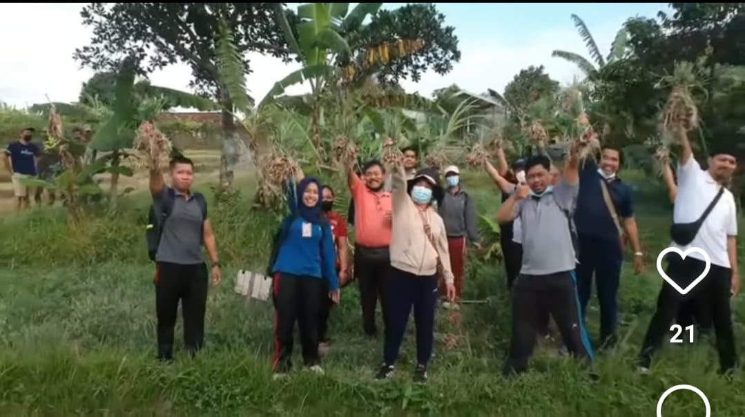 Distan Denpasar Panen Bawang Merah di Subak Sembung
