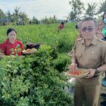 Tekan Laju Inflasi, Pemkot Denpasar Gelar Panen Cabai Hingga Beri Subsidi Ke Petani
