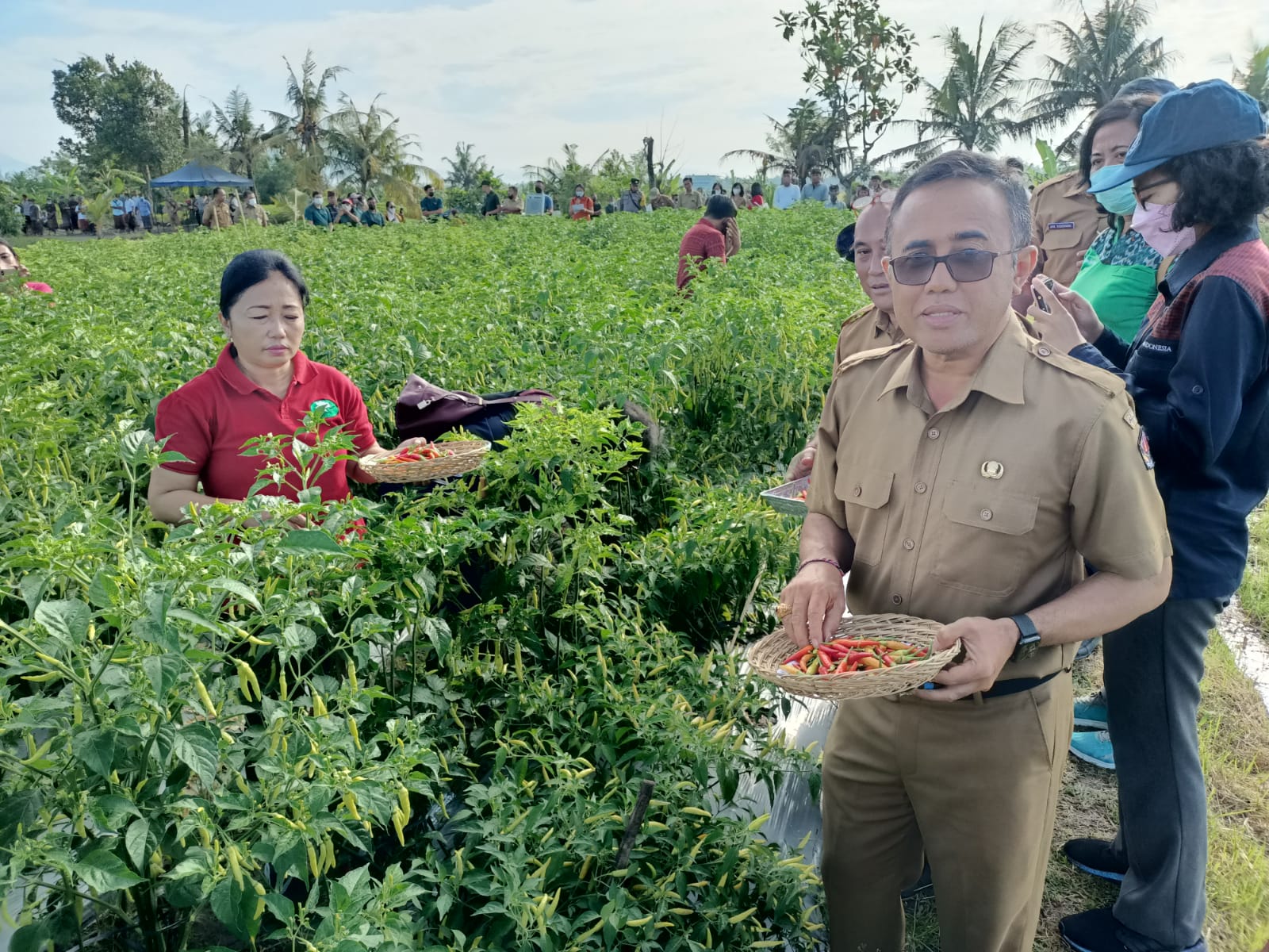 Tekan Laju Inflasi, Pemkot Denpasar Gelar Panen Cabai Hingga Beri Subsidi Ke Petani