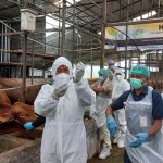 Putus PMK, 2023 Pemprov Jateng Targetkan Vaksin bagi 2,4 Juta Ternak