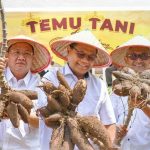 Pusri Sukses Panen Singkong Produktivitas Tembus 70%