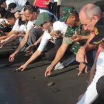 Peringati  Hari  Penyu  Sedunia,   Bali Safari Lepasliarkan Puluhan Tukik