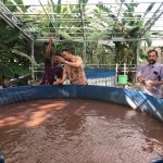 Maksimalkan Hasil Budidaya Lele, Pemkot Denpasar Gelar Monitoring Demplot