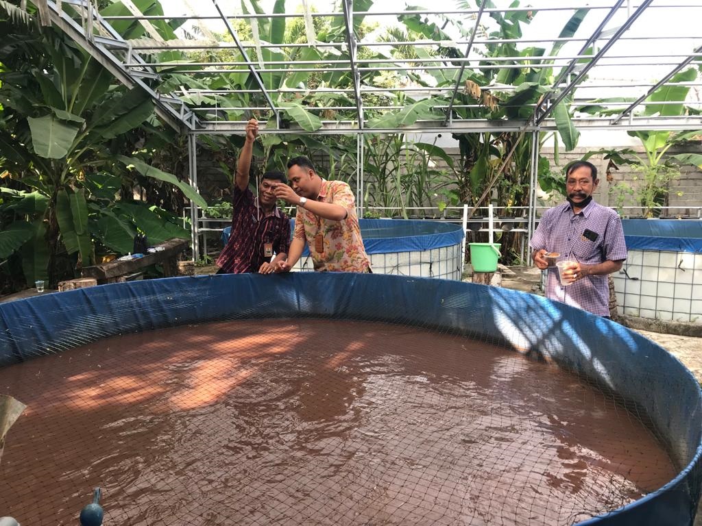 Maksimalkan Hasil Budidaya Lele, Pemkot Denpasar Gelar Monitoring Demplot