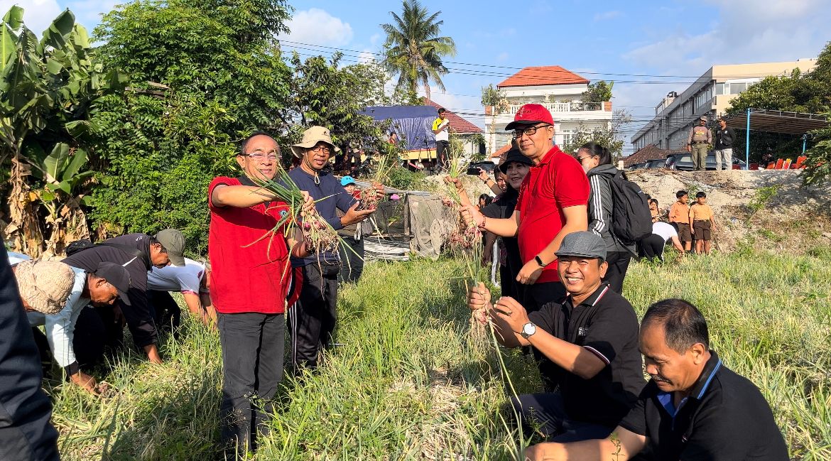 Dukung Pengendalian Inflasi, Kelurahan Renon Panen Bawang Merah Sebanyak 9 Ton.