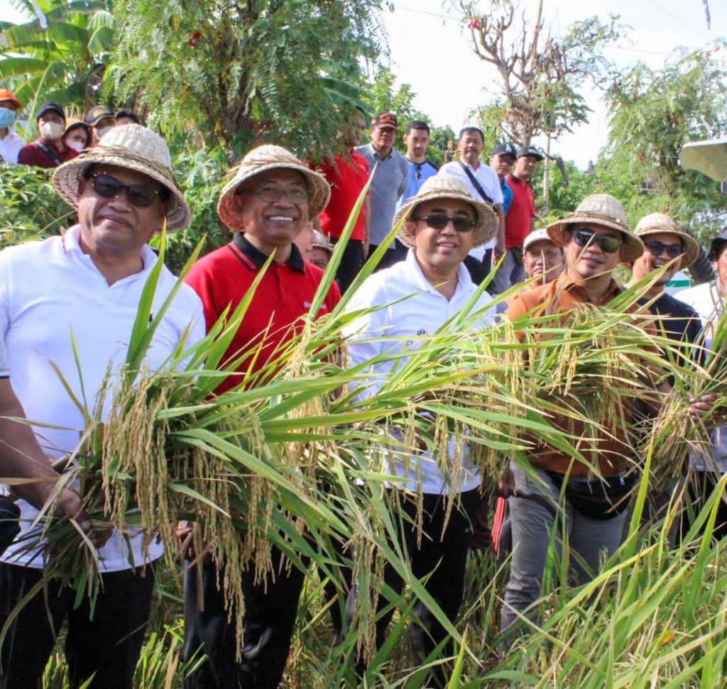 Walikota Jaya Negara : Panen Padi Varietas Pandan Wangi, bukti Petani di Kota Denpasar masih Produktif
