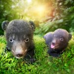 Program Konservasi di The Amazing Taman Safari Bali Sukses Melahirkan Bayi Beruang Hitam Himalaya