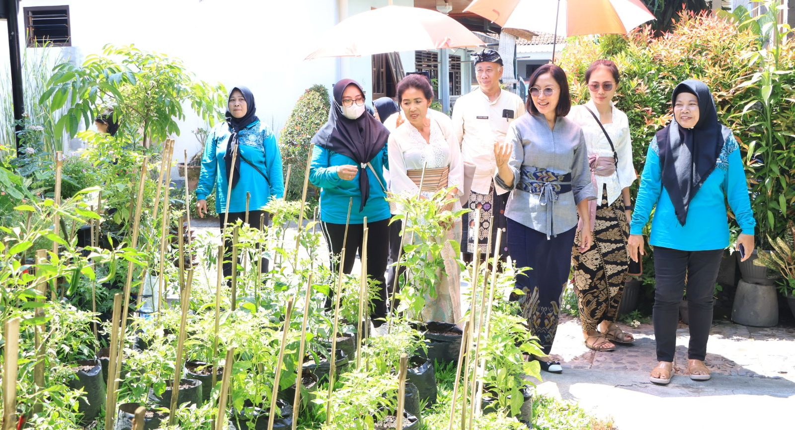PJ. Ketua TP PKK Bali drg.Ida Mahendra Jaya Dorong Gerakan Penanaman Cabai di Pulau Bali