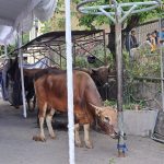 Perayaan Idul Adha 2024 , LDII Bali Sembelih 131 Sapi dan 278 Kambing